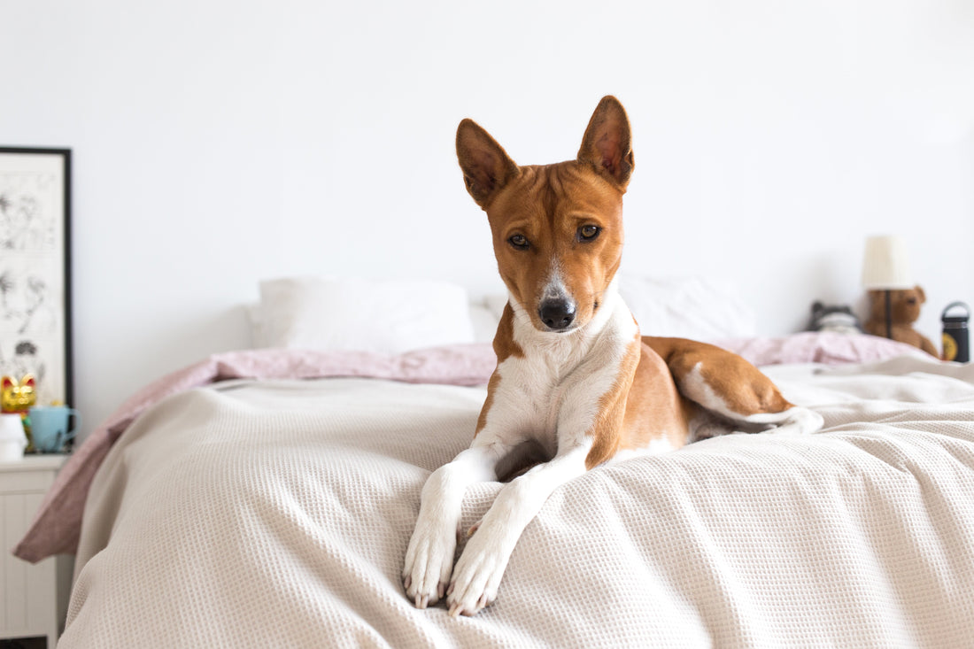 Dog Owners’ Guide to Beds That Stay Made (Even With Zoomies)