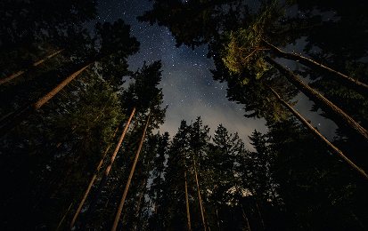 Forest Night